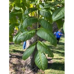 Бархат сахалинский