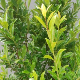 Падуб Максимовича Канехира