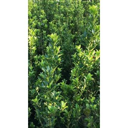 Падуб Максимовича Канехира