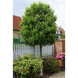 Падуб мучегара Нелле Р. Стивенс