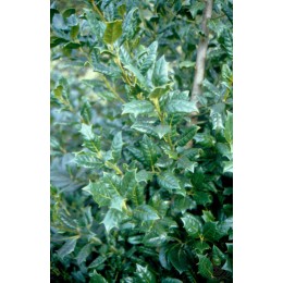 Падуб мучегара Нелле Р. Стивенс