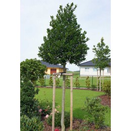 Падуб мучегара Нелле Р. Стивенс