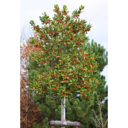 Падуб мучегара Нелле Р. Стивенс