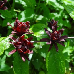 Чашецветник душистый