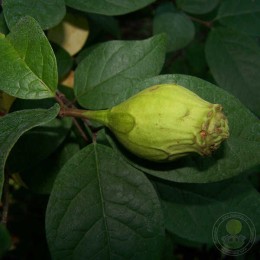 Чашецветник душистый