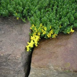 Ракитник стелющийся