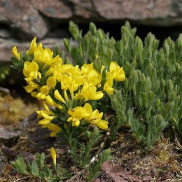 Ракитник стелющийся