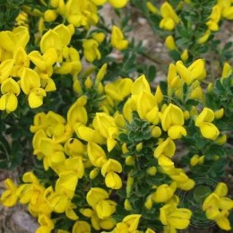 Ракитник стелющийся