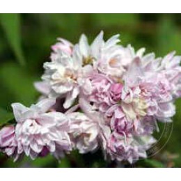 Дейция гибридная Розеа Плена / Пинк Помпон