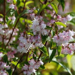 Дейция гибридная Розеа Плена / Пинк Помпон