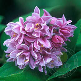 Дейция гибридная Розеа Плена / Пинк Помпон