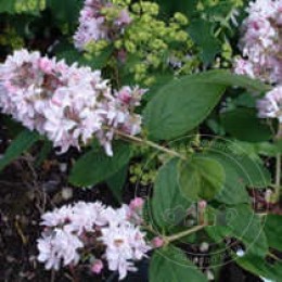 Дейция гибридная Розеа Плена / Пинк Помпон