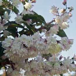 Дейция гибридная Розеа Плена / Пинк Помпон