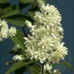 Дейция великолепная (пышная)