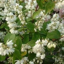 Дейция великолепная (пышная)