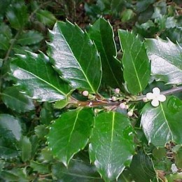 Падуб Мезерва Блю Принс