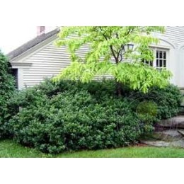 Падуб Мезерва Блю Принс