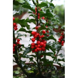 Падуб Мезерва Блю Принцесс