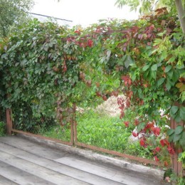 Виноград девичий