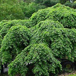 Вяз Кампердовнии