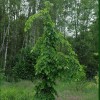 Вяз Кампердовнии