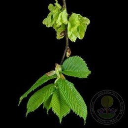 Вяз Кампердовнии