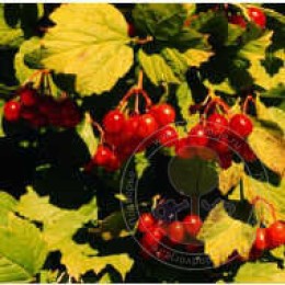 Калина обыкновенная Харвест Голд / Парк Харвест