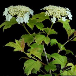 Калина обыкновенная Харвест Голд / Парк Харвест