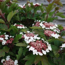 Калина Саржента Онондага