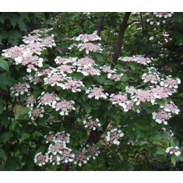 Калина Саржента Онондага