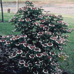 Калина Саржента Онондага