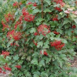 Калина Саржента Онондага