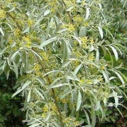 Лох узколистный