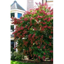 Гептакодиум микониевидный Тиансан