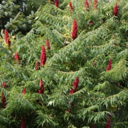 Сумах оленерогий Диссекта