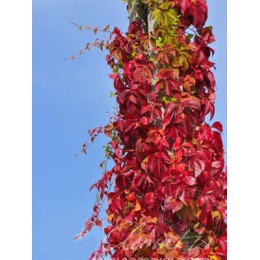 Виноград девичий пятилисточковый Троки