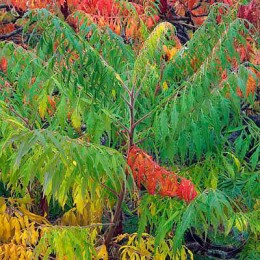 Сумах гладкий Лациниата