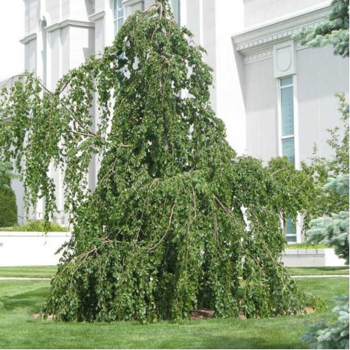 Бук лесной Пендула