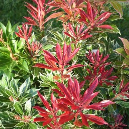 Пиерис японский Вариегата