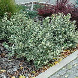 Диервилла сидячелистная Кул Сплеш