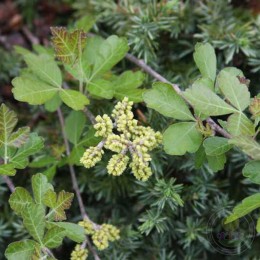 Сумах душистый Гроу-Лоу