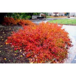 Сумах душистый Гроу-Лоу