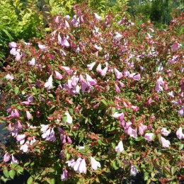 Абелия крупноцветковая Пинки Беллз