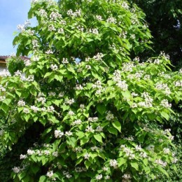 Катальпа бигнониевидная