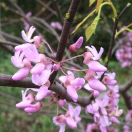 Церцис канадский Харт оф Голд