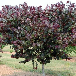 Церцис канадский Мерло