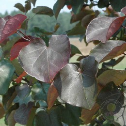 Церцис канадский Мерло