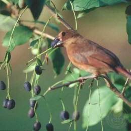 Хионантус виргинский