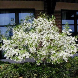 Хионантус виргинский