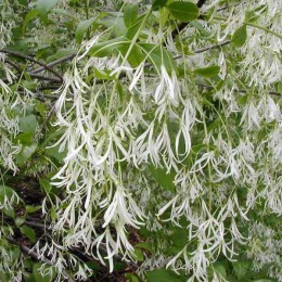 Хионантус виргинский